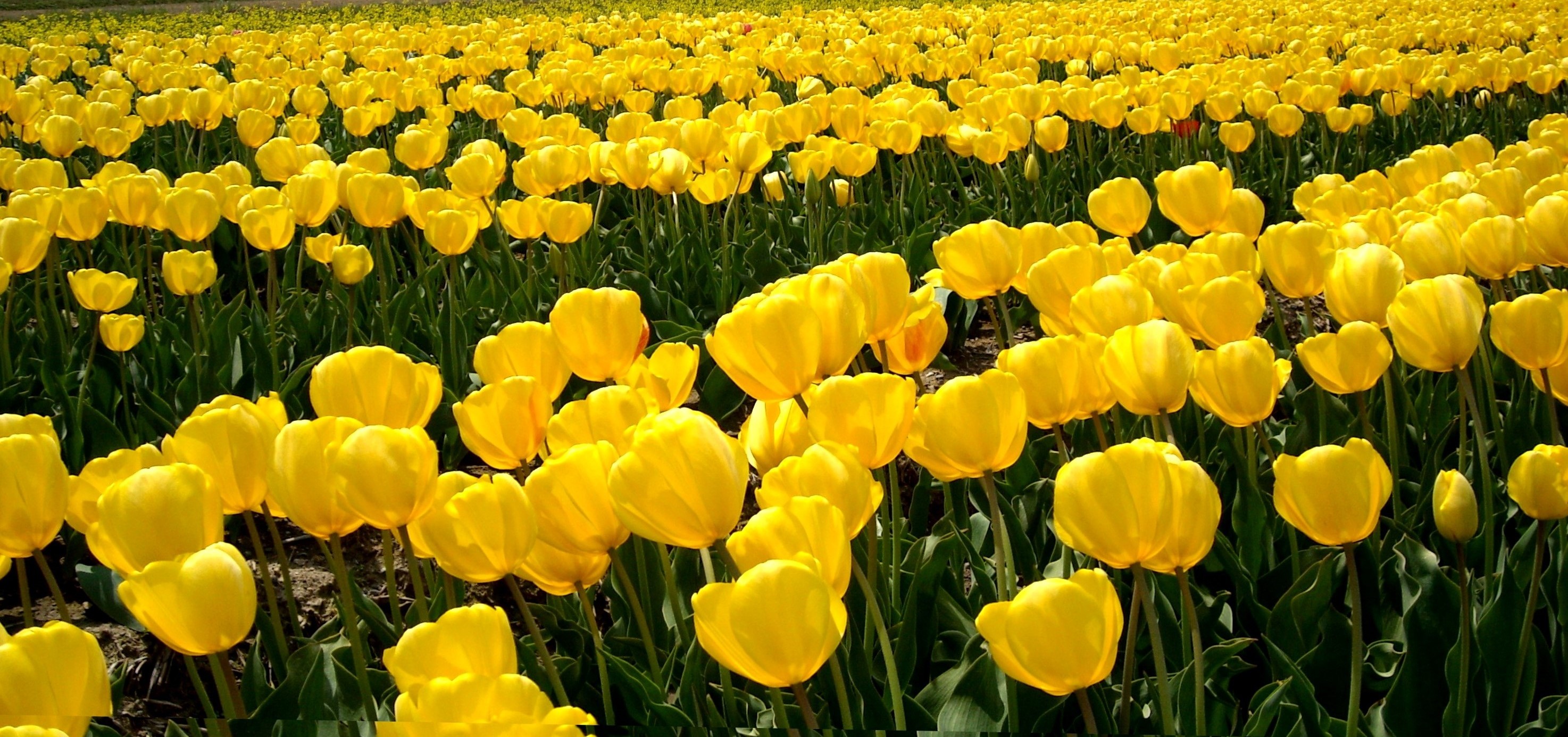 A soft watercolour-style field of bright yellow tulips in neat rows under warm sunlight, conveying a calm and hopeful mood